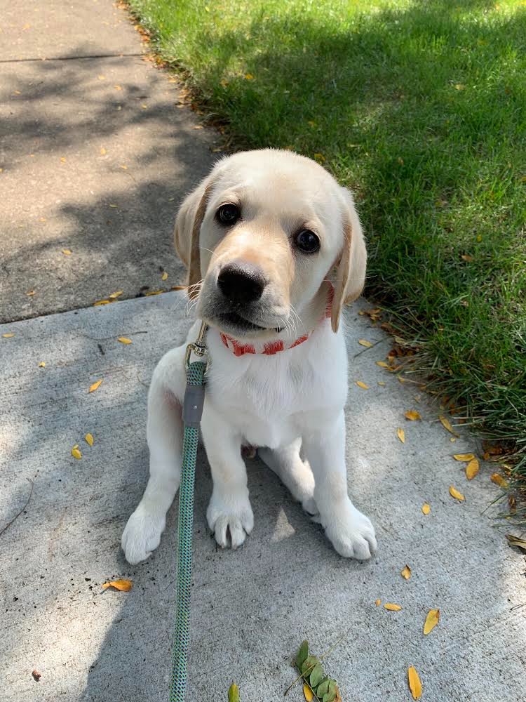 Suburban_K9's tweet photo. Meet Happy! He is training with us in our One Year Program! He is a 10 week old
English Yellow Lab and has stolen our hearts!

#SK9 #SuburbanK9 #OneYearProgram #Lab https://t.co/tXkeTZuuk1