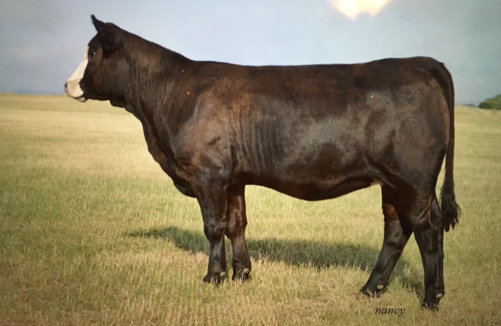 SmithGenetics's tweet image. Show heifers. We have them in Synergy Sale this Sat at 4 pm. Visit smithgenetics.com and see the videos and catalog #synergy19
