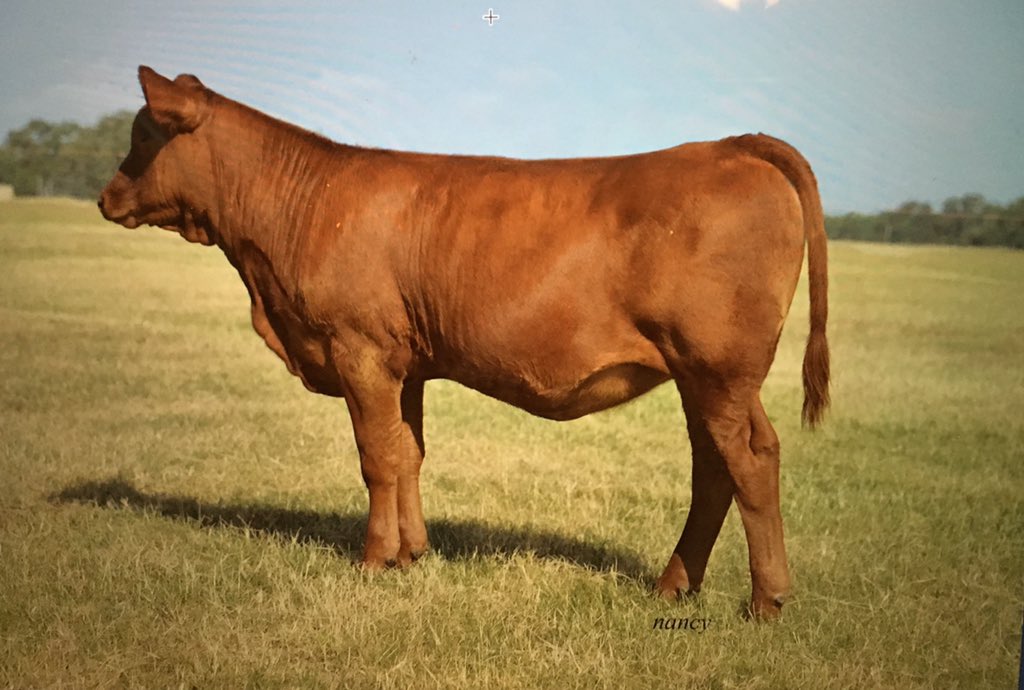SmithGenetics's tweet image. Show heifers. We have them in Synergy Sale this Sat at 4 pm. Visit smithgenetics.com and see the videos and catalog #synergy19