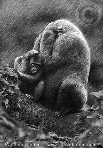 Happy #WorldGorillaDay .  #GorillaDay #gorilla