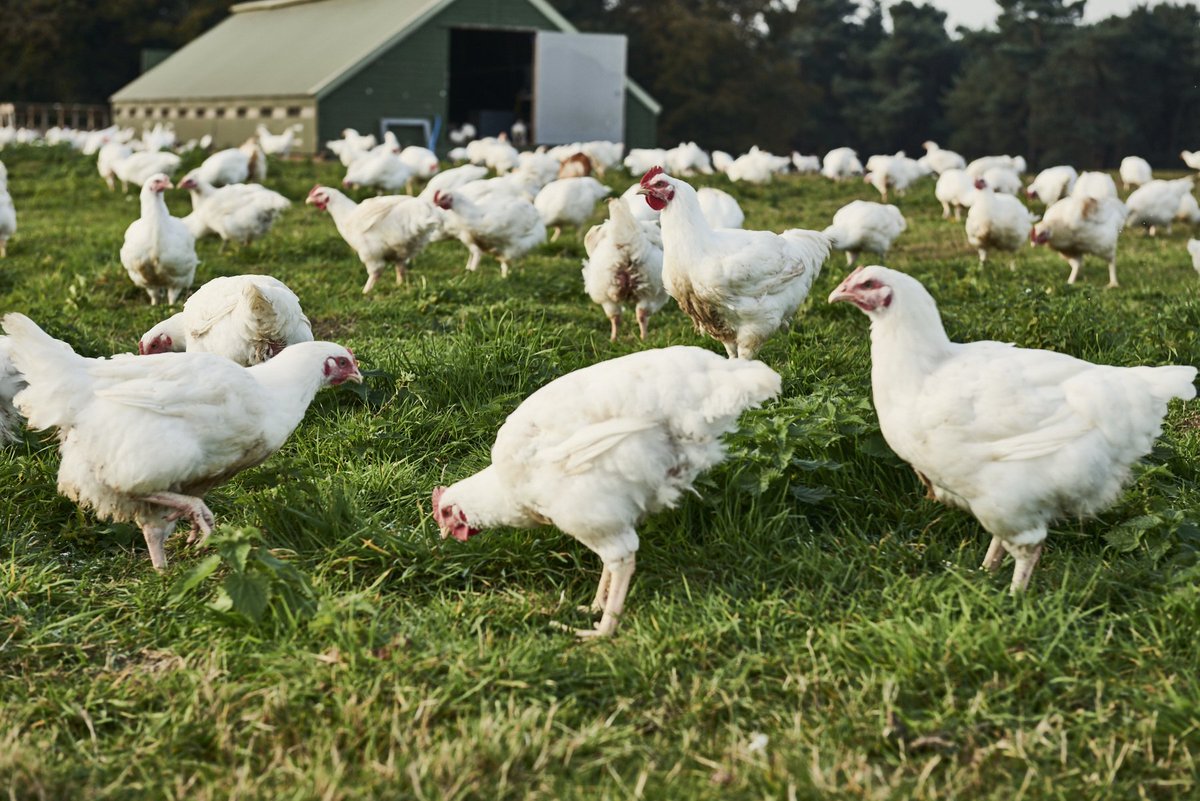 SuttonHooChick's tweet photo. Our chickens roam over 40 acres of Suffolk meadows, where they are free to peck, graze and engage in their natural behaviours. Something to be celebrated this #BritishFoodFortnight

#suttonhoochicken #slowgrown #freeinthefield #LoveBritishFood #BritishFoodisGreat @LoveBritishFood https://t.co/cjYzNzmmN9