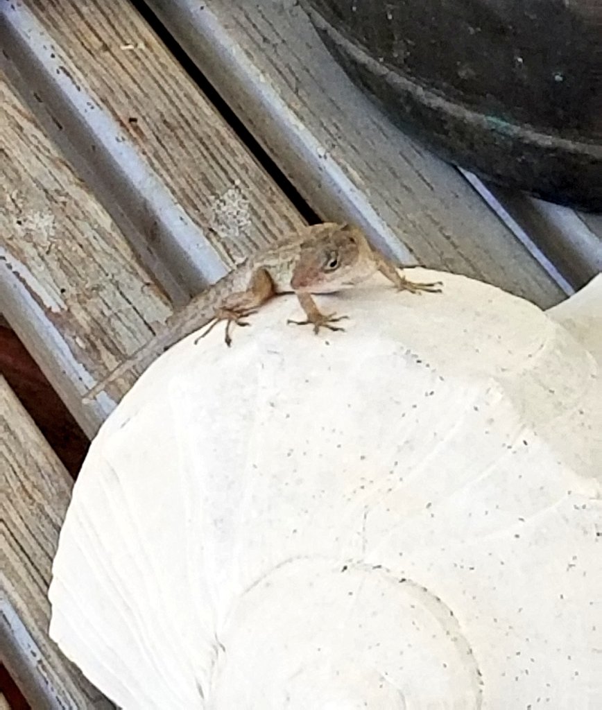 TheOperaGeek's tweet photo. S O O N
S O O N
just not right now because I have rehearsal
#OperaGeek #LizardQuest https://t.co/0WfKx5qh6t
