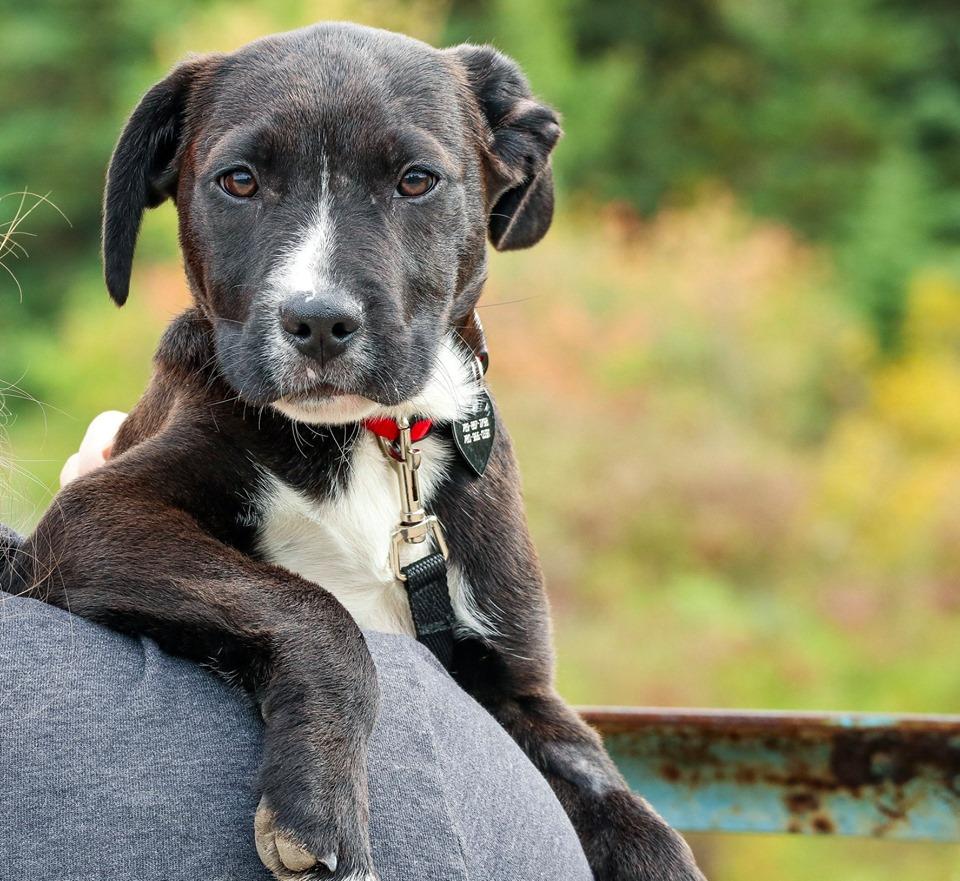FurRSQ's tweet photo. Hey there, hi there! Mr. Biggie here. I'm a typical puppy - I love to run and play and chew and eat and sleep! I was pretty sick when I was surrendered to Zoe's - but am happy and gaining weight and doing all things puppy now 🙂 https://t.co/RXK3SrFlZa