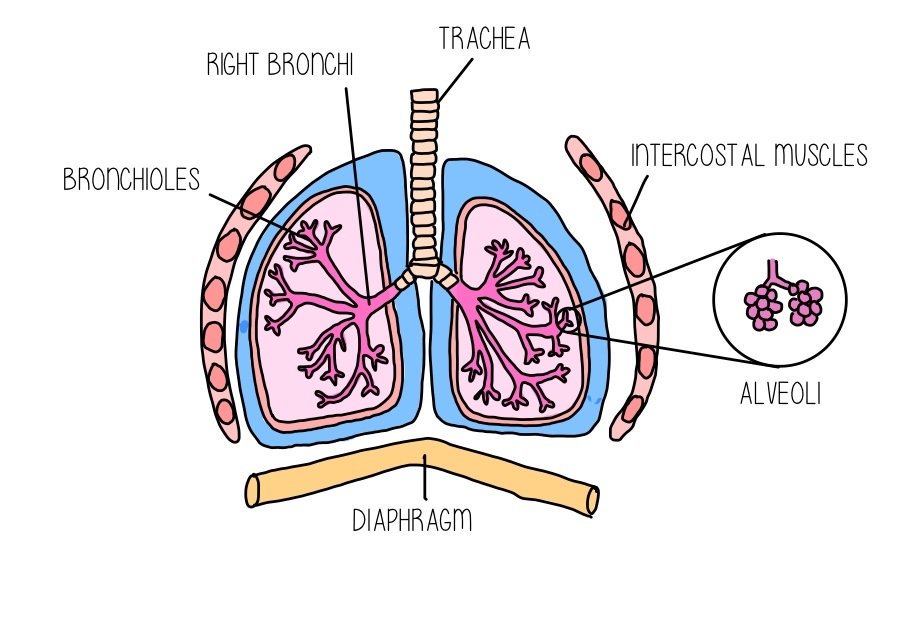 hive_science's tweet photo. How well do you know the respiratory system? Visit us online to learn more about gas exchange and download our revision worksheets! #ScienceIsWonderful #biology #gcses2019 https://t.co/bkPZf45rbz