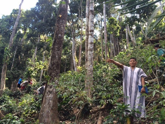 The Asháninka are one of the most isolated communities in the Peruvian basin and rely upon #cocoa production as a source of income. 

With the support of <a href="/RFUK/">RainforestFoundation</a> and <a href="/careashaninka/">Central Ashaninka del Rio Ene</a>, Kemito Ene produces unique #organic cocoa we are happy feature during #OrganicSeptember.