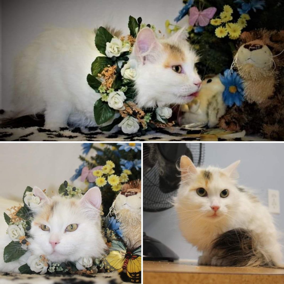 🐾Brooks Animal Protection Society🐾 tweet media