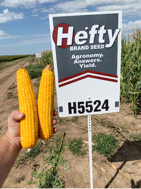 HeftySeed's tweet photo. H5524 is thriving in this dryland plot near Dighton, KS! It’s a high-yielding and stress-tolerant hybrid that you can count on for strong Goss’s tolerance and excellent test weight. #heftycorn #heftybrandseed #harvest19 https://t.co/bpZhfysBab https://t.co/HxOty4shyi