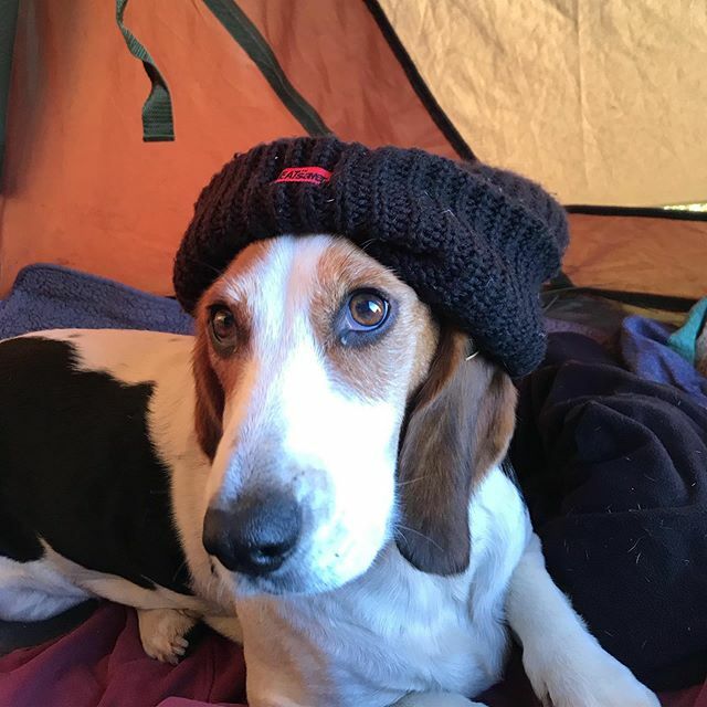 mollycarp_33's tweet image. Jus chilling in de Bivvy, waiting for de fishy 😎 #eatsleepfishrepeat #femaleangler #girlsfishtoo #girlsthatfish #fishinguk #carpfishing  #banklife #carp life #thatscarpy #carpangling #carpgirlz #carpcrossinggirls