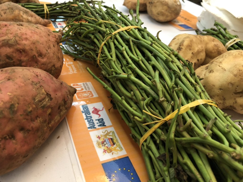 Mothers Holding Ltd - we’ve sold out nearly every day since our soft launch...the OFSP value chain is in its infancy in #Malawi - but in the response has been good, and in the future we expect to be buying 40 tons of roots per month from smallholder farmers.