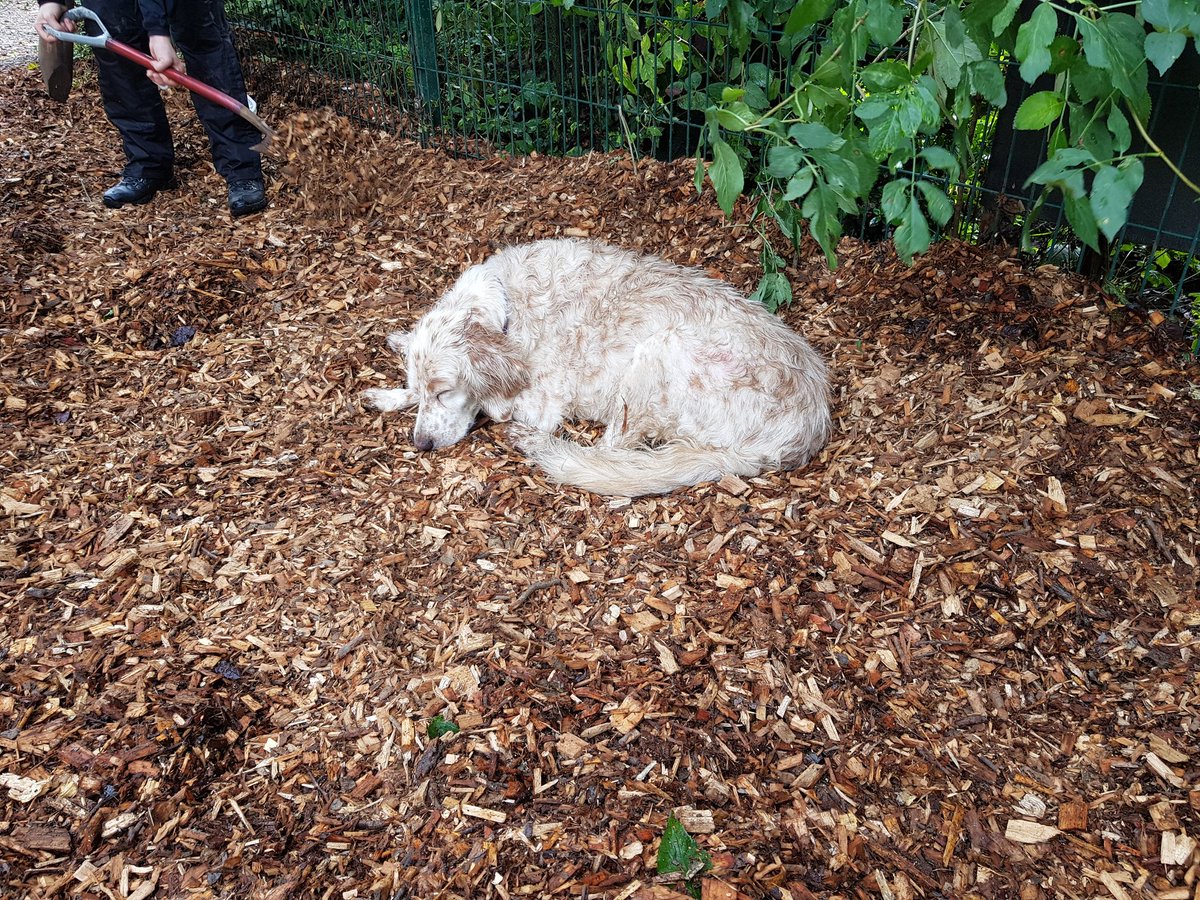 HolbrookAnimalRescue tweet media