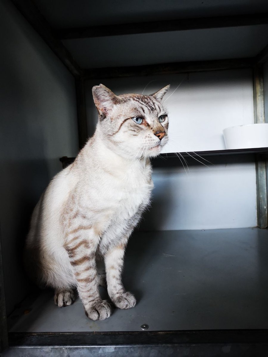 apaproyectogato's tweet photo. Tabby💙 Llegó a nosotros por una herida de mordisco en el cuello, luego se acatarró y ahora hay que operarle la boca. Es precioso, muy cariñoso y busca un hogar😊
Foto: @ShiraeZero 

#Gatos #Vigo #catsofinstagram #AdoptaYCambiaUnaVida #catlover #Caturday https://t.co/oiOqTJth6j