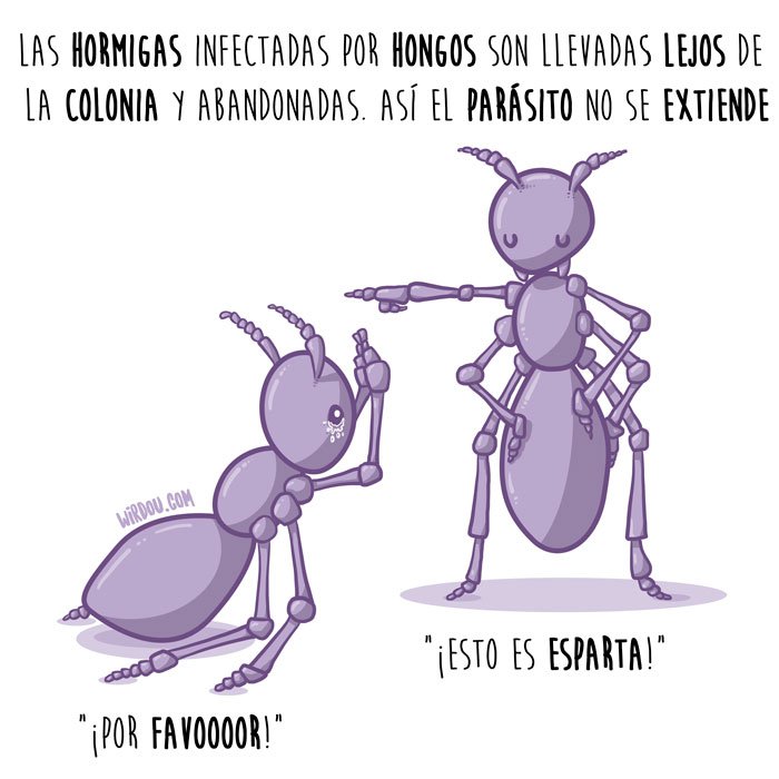 Wirdou's tweet photo. CIENCIA CURIOSA #31

#ciencia #comunicaciencia  #hormigas https://t.co/5VTJqH6cAd