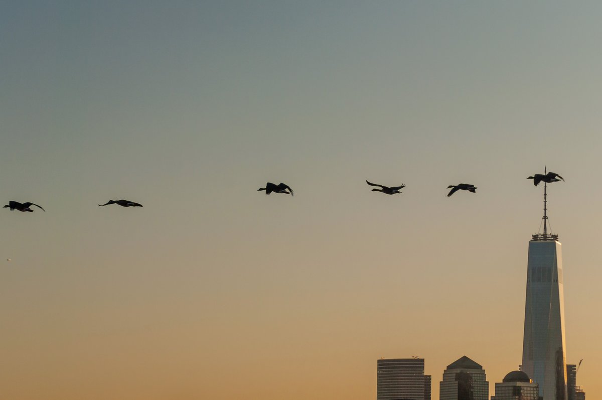 bbenzon's tweet photo. #photograph #birds #worldtradecenter #oneworldcenter #Manhattan https://t.co/TR5csBz4eO