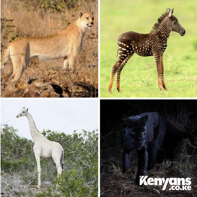 Muchira. on X: "@caro900 @NatGeo Spotless Cheetah, the zebra, albino  giraffe and the black leopard were also spotted around Kenya  https://t.co/7QlPH0YPYk" / X