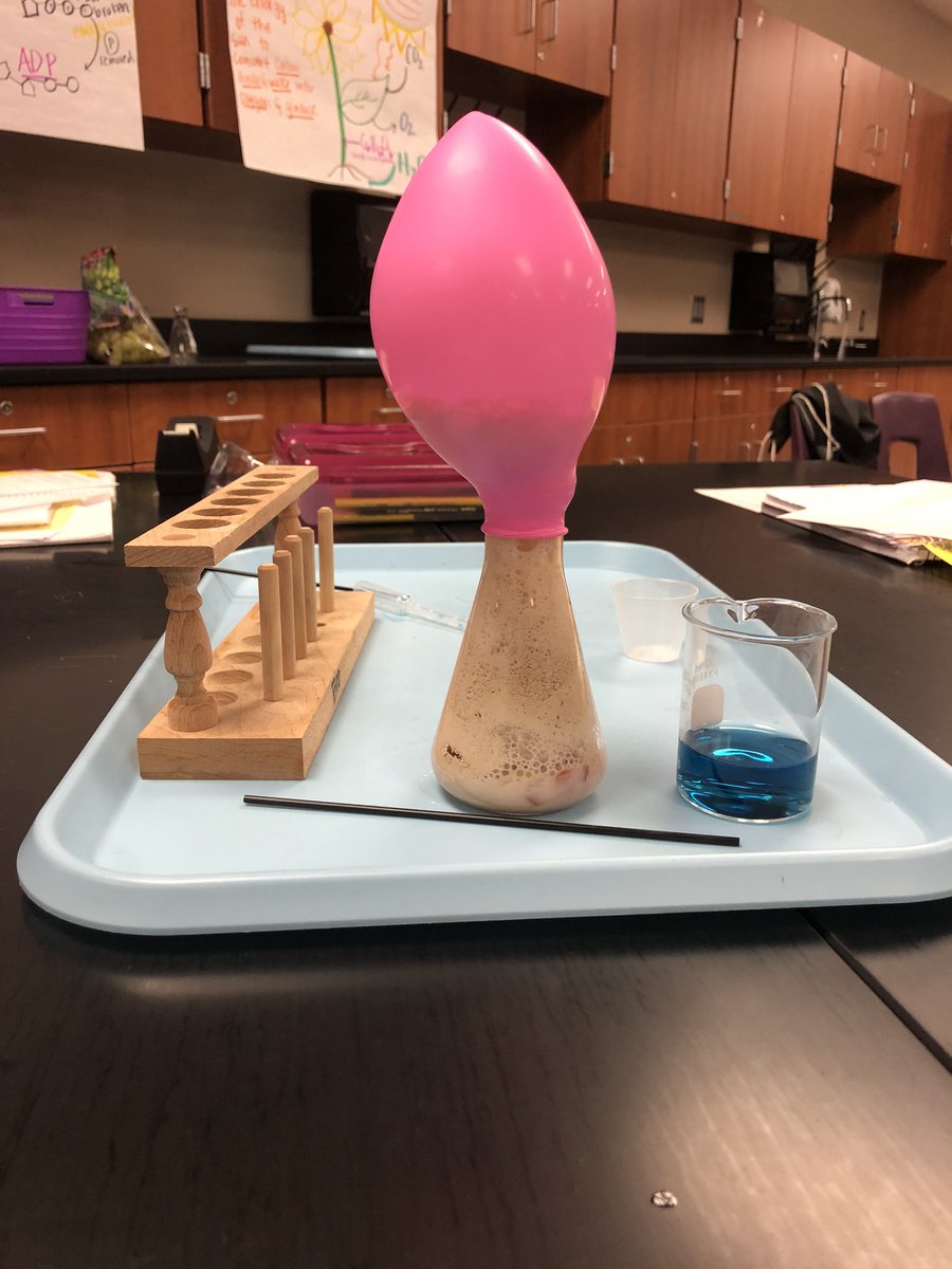 Grape Fermentation Lab in PreAP biology today!