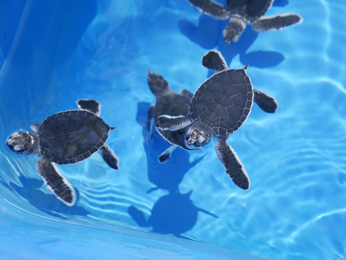 A6: <a href="/VISITFLORIDA/">VISIT FLORIDA</a> Check out the stunning views of Jupiter's intracoastal from <a href="/JupiterLH/">Jupiter Lighthouse</a> and visit the home of the beloved sea turtle patients at @LoggerhadMC to take a rare look into the world of marine life rescue at the working sea turtle hospital. #OnlyatJBR #FLTravelChat