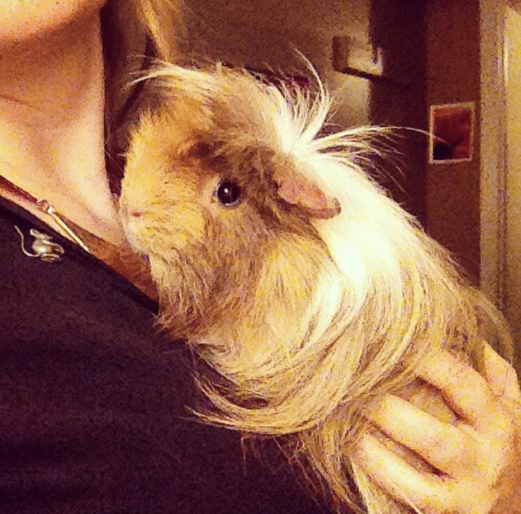 CheddarGP's tweet photo. Shaggy is gone. This fabulously coiffed guinea pig lived eight years, six of those with us. Shaggy and Cheddar, who passed last December, were the very first rescue animals we fostered and adopted. We are heartbroken to lose our friend. Our Burrow won’t be the same💔 https://t.co/TBGQt1kB0U