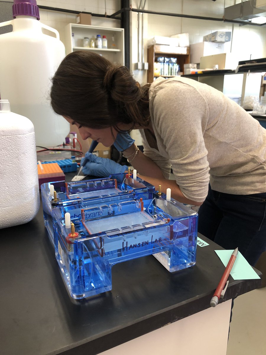 mlcwoodward's tweet photo. @TimSeeg and I ran PCR and gels today with some of our hemp isolates! Thankful to have a intelligent (and patient) lab mate to learn from. #TaqManTim @UTSpecialtyCrop #HansenLab @UTcrops https://t.co/g2oEyxh6ji