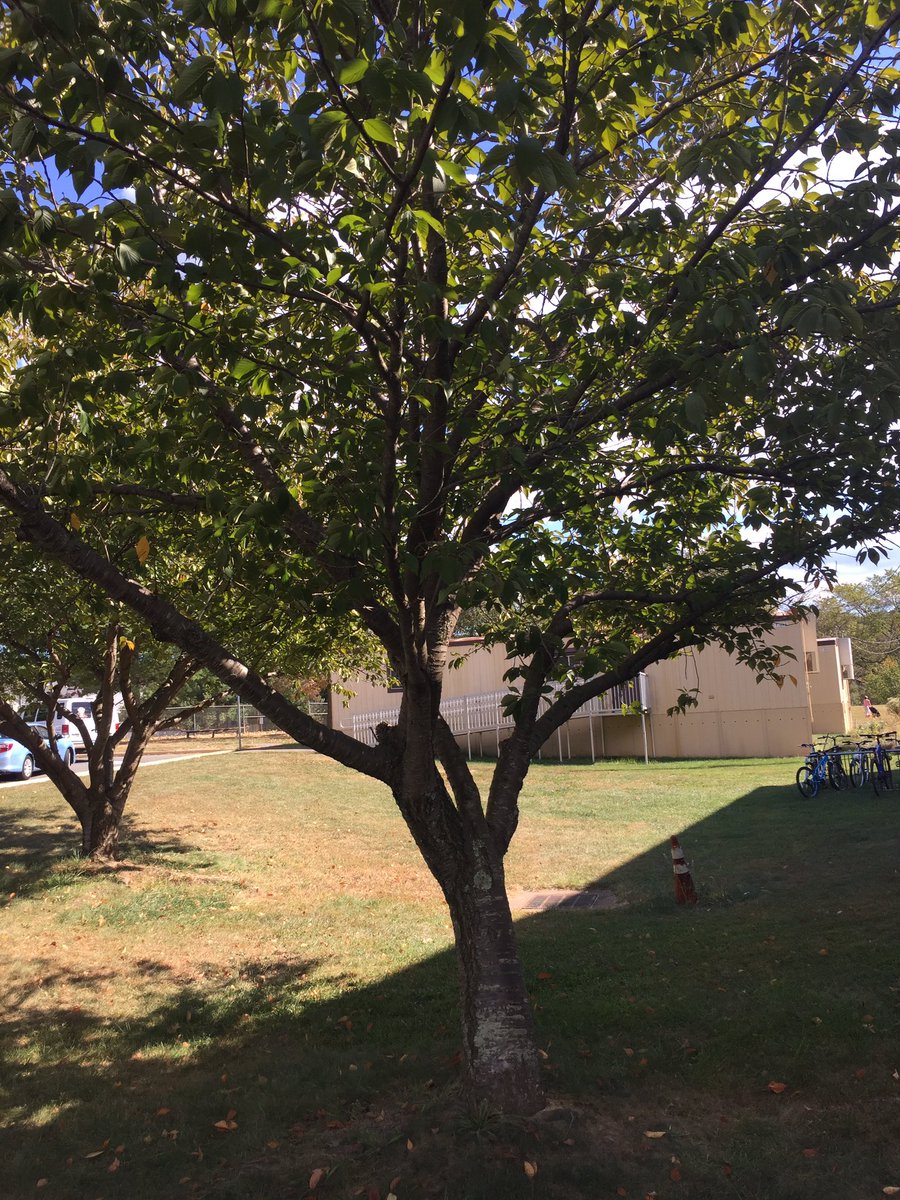 BowersOakHill's tweet image. Ss used their observations of yesterday’s leaves to hunt for the deciduous tree they came from @oakhilles #soaringintoscience