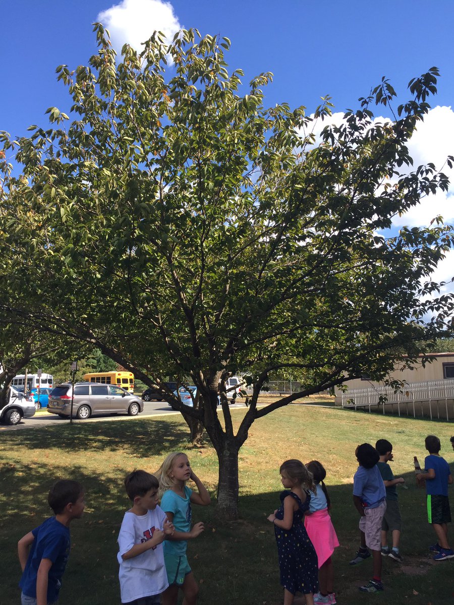 BowersOakHill's tweet image. Ss used their observations of yesterday’s leaves to hunt for the deciduous tree they came from @oakhilles #soaringintoscience