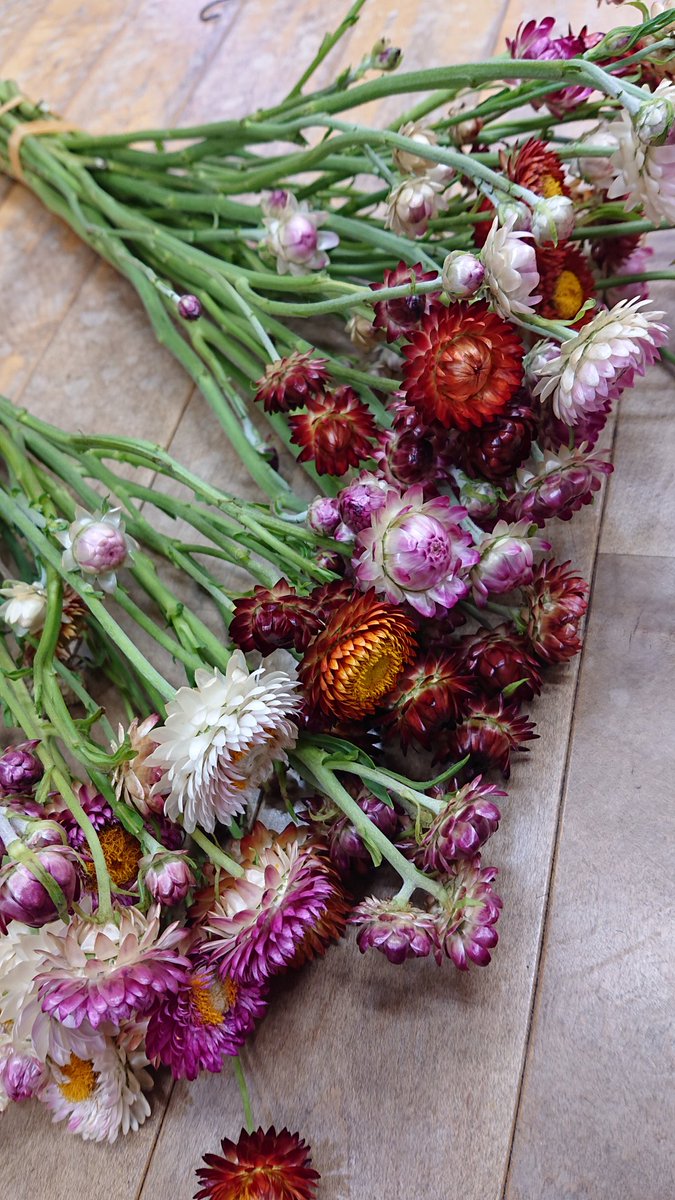 永村 勝則 理容あづさ店長まっさん 長岡市の床屋さんだよ お早うございます 畑で栽培しているflower 千日紅とヘリクリサムを植えているんだけど 千日紅は花盛り でもヘリクリサム 帝王貝細工 はコレからやっと咲き始め どちらも11月