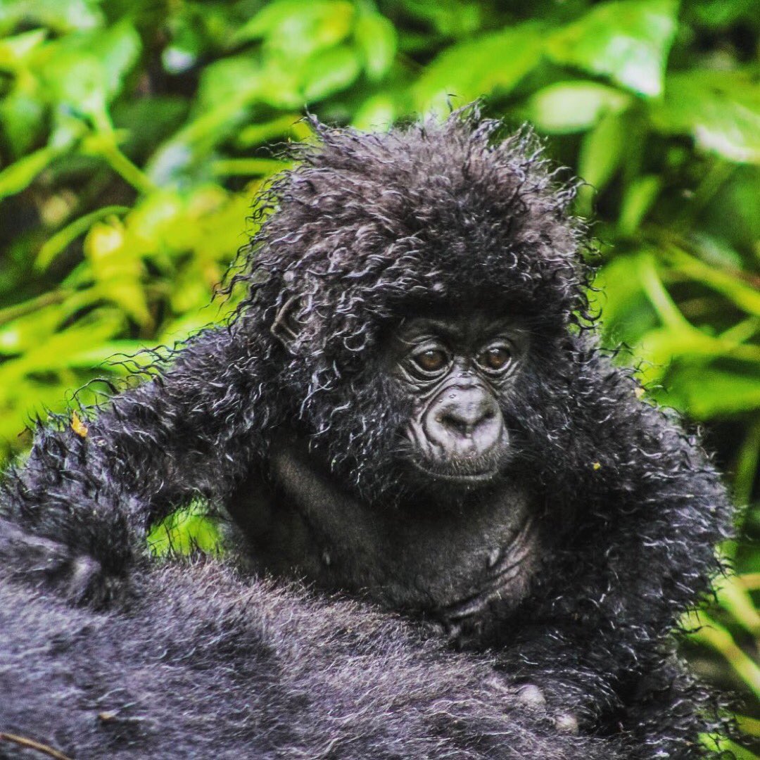World Gorilla Day 
By: @virunganationalpark
#everythingextraordinary #dmafrica 
#worldgorilladay #worldgorilladay2019 #virunga #virunganationalpark #congo #drcongo #mountaingorilla #gorilla #baby #baby gorilla