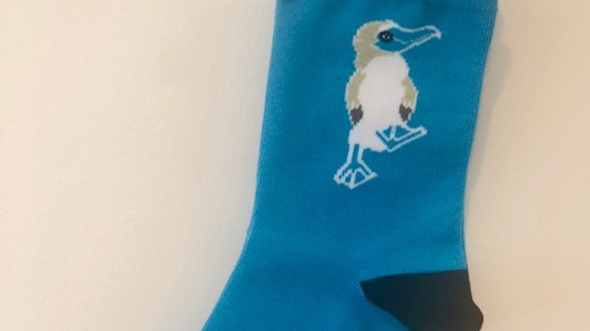 BlueFoot tweet media