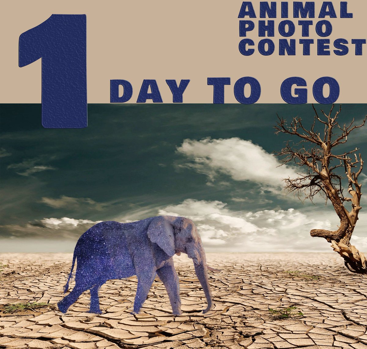 Our PhotoDirector Animal Photo Contest starts tomorrow!

 #cyberlink #photodirector #photo #photoediting #photoeffects #effects #photography #contest #photocontest #animals #elephant