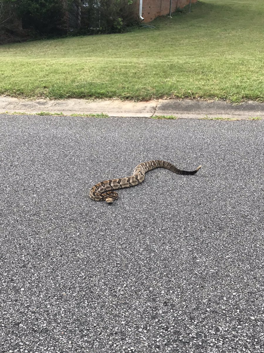 Saw this friendly guy in the middle of a neighborhood in Trussville <a href="/spann/">James Spann</a>