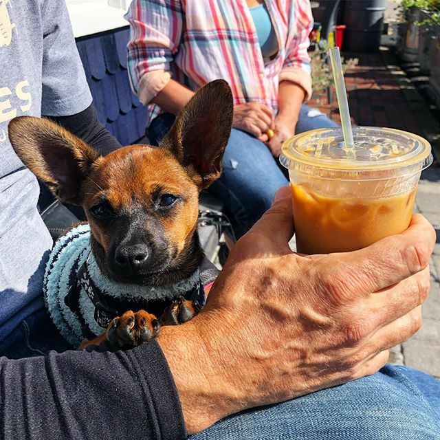Enjoying the dog days of local’s summer, otherwise called #september on #capecod ⠀⠀⠀⠀⠀⠀⠀⠀ ⠀⠀⠀⠀⠀⠀⠀⠀⠀⠀⠀ ⠀⠀⠀⠀⠀⠀⠀⠀⠀⠀⠀ #towniesummer #outercape #craftchocolate #icedcoffee #smallbatch #georgehowellcoffee #jean-luc