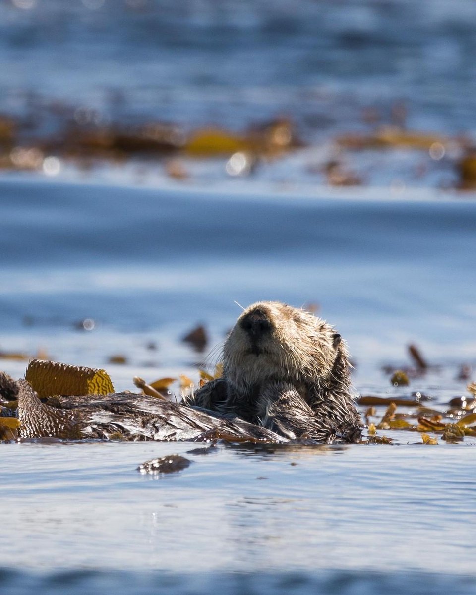 GableCraftHomes's tweet photo. How otterly cute is this guy? 😍
Have you seen any of these guys swimmin' around?
Photo via @jenninaturally
#bcwildlife #otters #wildlife #bcviews https://t.co/DqSp3LEihY https://t.co/MZJt4xkc3P