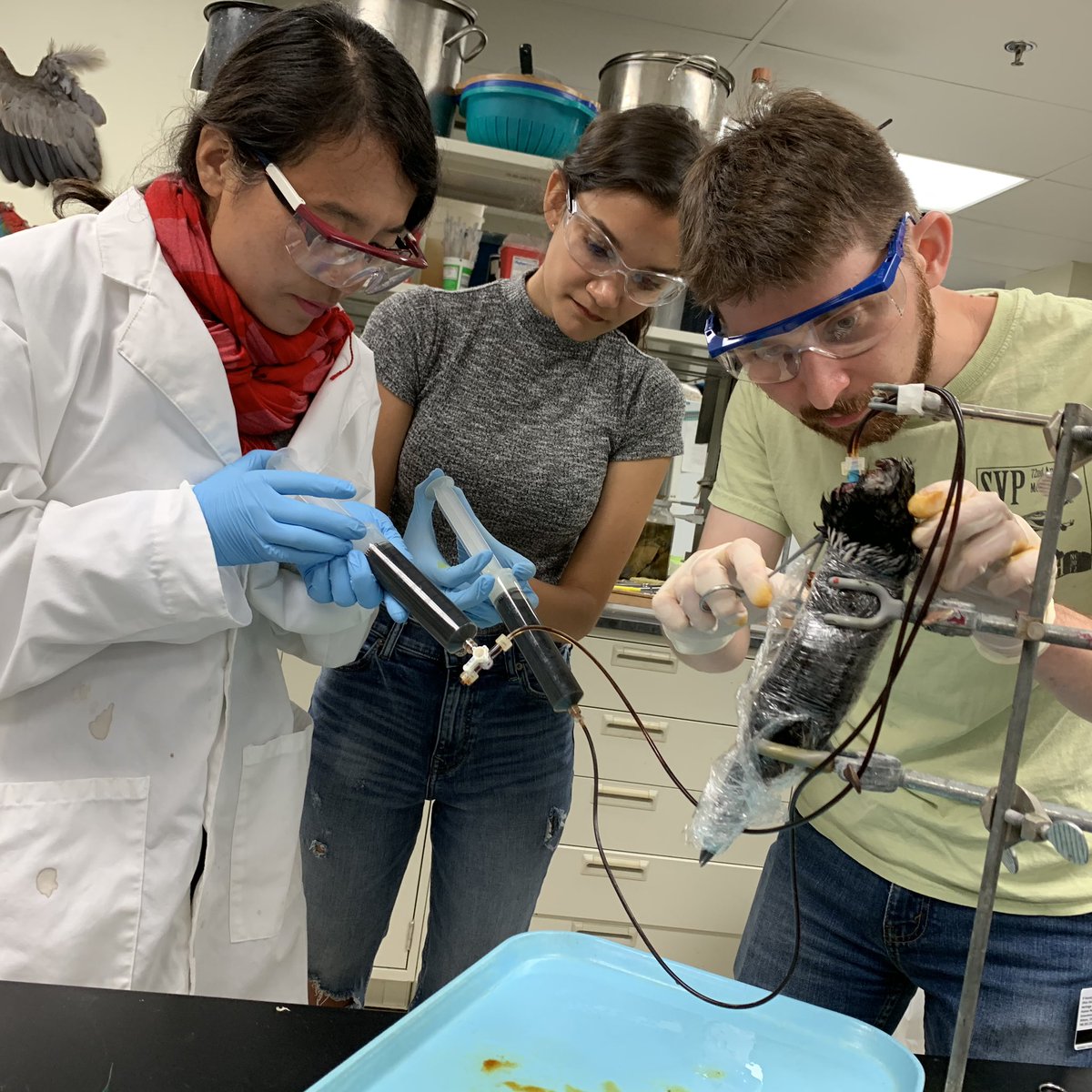 WitmerLab's tweet photo. Happening right now... cannulating loon and frigatebird specimens followed by iodine injection for #spiceCT. 1st injections for @OhioU undergrad Anna Brant &amp; postdoc Liguo Li. @hyaenaDon &amp; @janussif are old pros! https://t.co/rIIhG9yFqK