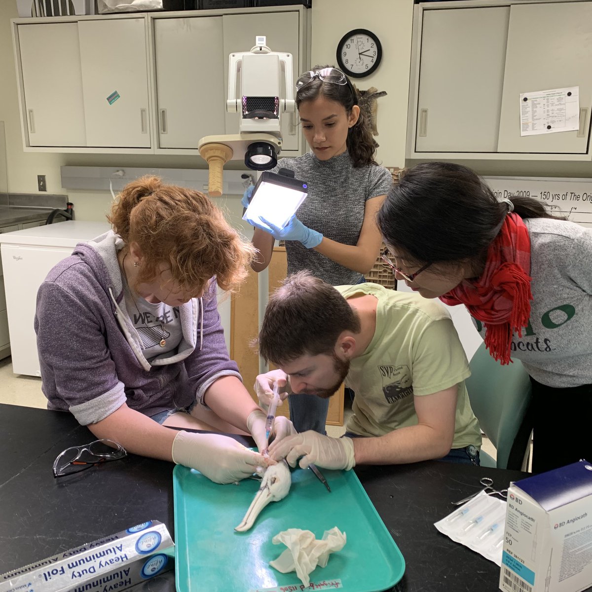 WitmerLab's tweet photo. Happening right now... cannulating loon and frigatebird specimens followed by iodine injection for #spiceCT. 1st injections for @OhioU undergrad Anna Brant &amp; postdoc Liguo Li. @hyaenaDon &amp; @janussif are old pros! https://t.co/rIIhG9yFqK