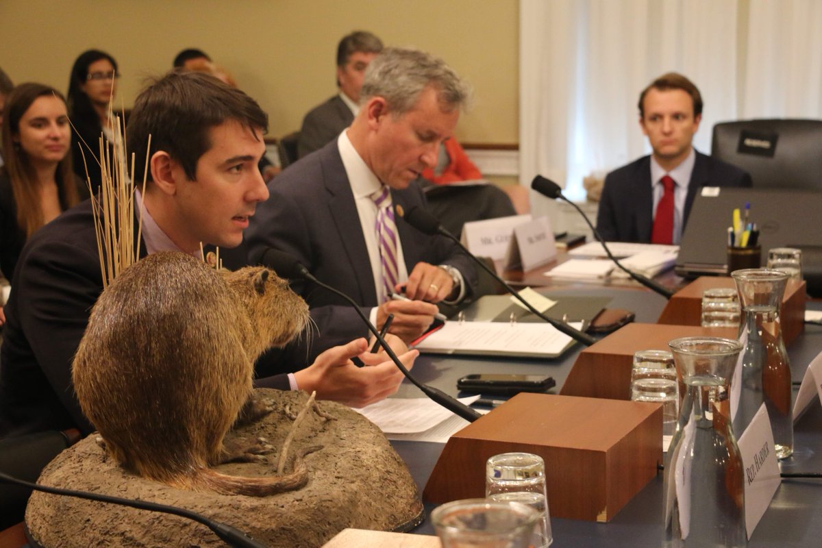 RepJoshHarder's tweet photo. Did you know today is “bring your swamp rat to work day?” https://t.co/jSquui0cpE