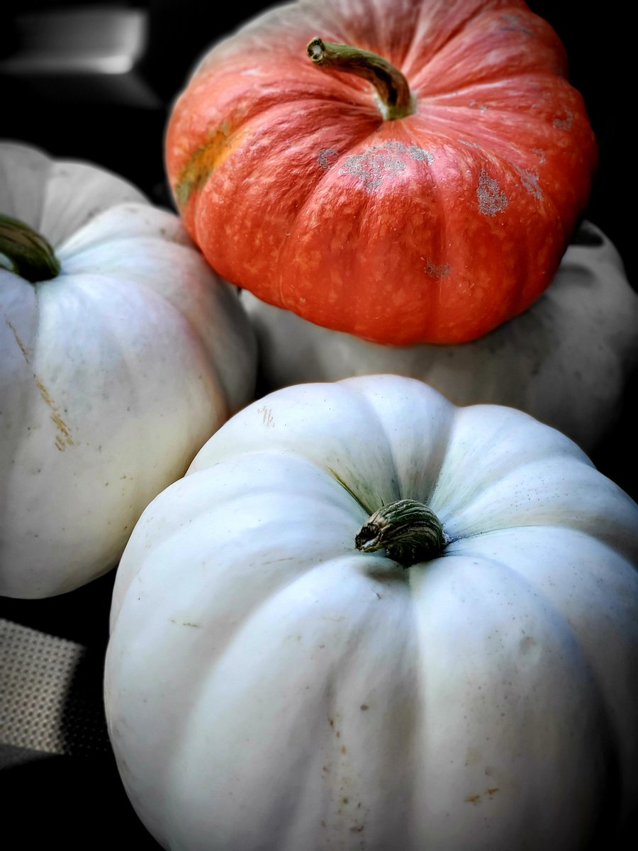 KristinaKayeH's tweet photo. 95°f today...and I'm buying fall pumpkins for decoration...🍂🍁🍂#OverSummer ! https://t.co/QKEKeGSrNE
