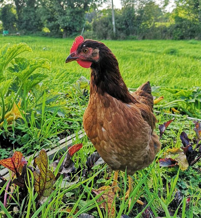 TheHungerRoute's tweet photo. Patiently waiting for one of these hens to lay a golden egg!🙏
.
.
.
#hens #smallholding
#vegpatch #growyourown #freerangehens #freerangeeggs #irishcountryliving #cavan #henkeeping https://t.co/QNJCNupFrO https://t.co/ncS9FKur0i