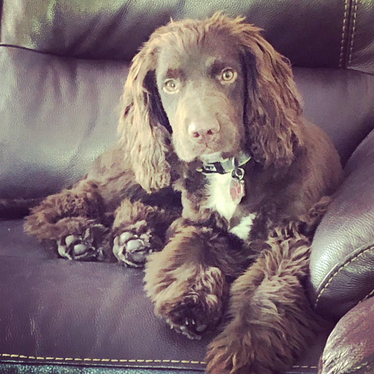 RowleyDonna's tweet photo. #workingcockerspaniel #cockerspaniel #puppy https://t.co/dazIVuckRs