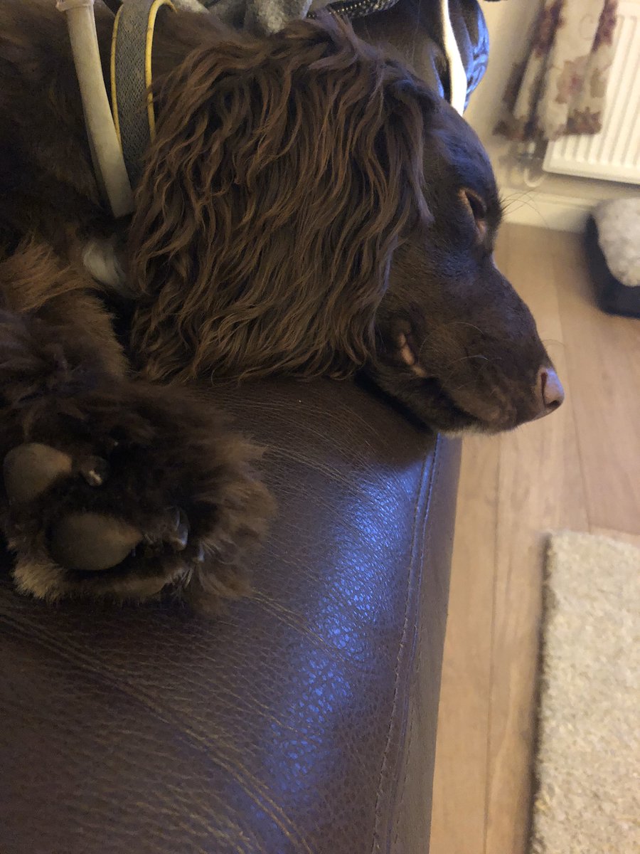 RowleyDonna's tweet photo. #sleepydog #puppy https://t.co/LcWB6izjqk