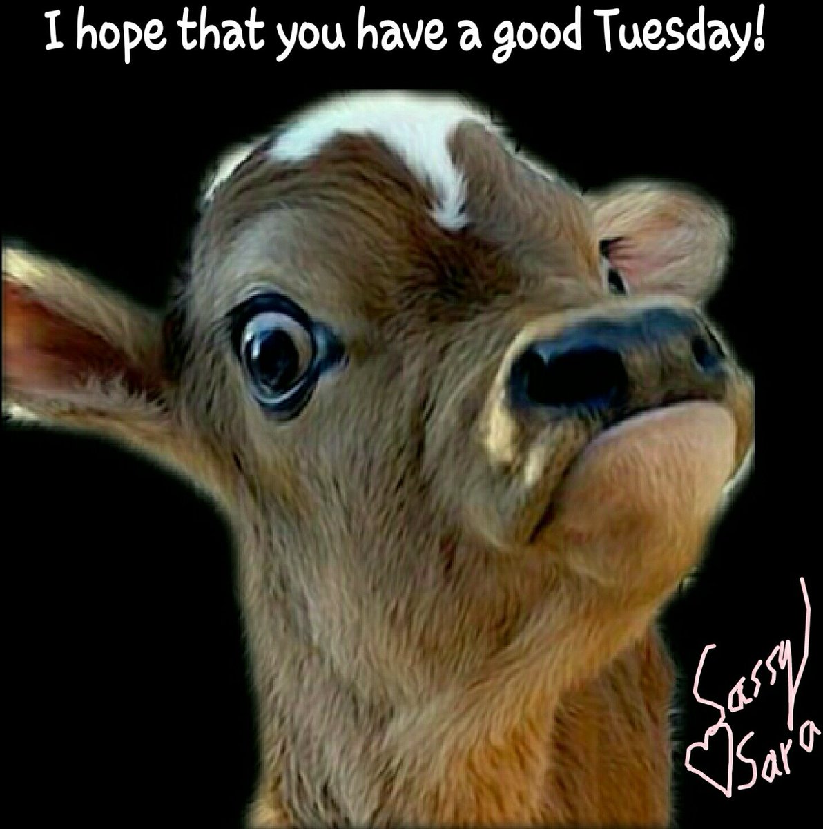 SassySarahere's tweet photo. "It's tuesday" says the baby cow.#tuesday #tuesdays #tuesdaymotivation #tuesdayinspiration #tuesdaythoughts #tuesdayvibes #cowsofinstagram #calf #babycow #cows #cowsense #adorableanimals #baby #babies #babylove #cuteanimals #cute #farm #farmanimals #farms #lifeisgood #happy https://t.co/YWD2gDQY2B