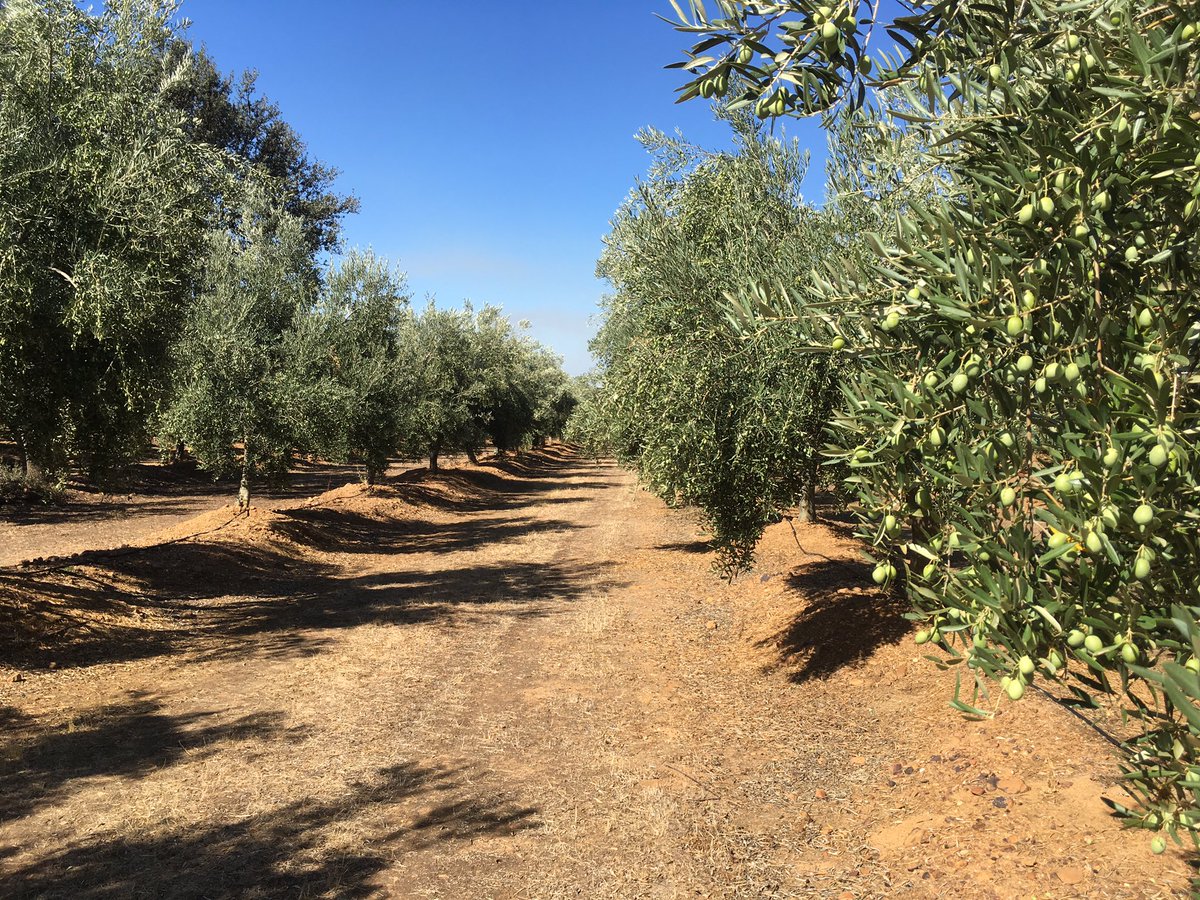 pfernandez1975's tweet photo. 📷 Visita Prueba Desarrollo @Sipcam_es sobre Estrategia de Nutrición y Bioestimulación en #Olivar var. Picual, Finca “Pedro El Conquistador”, Zurbaran (Badajoz) #Blackjak #Efficient #SipfolMax #StiloHydro #LiquiKExpress 💪💪 https://t.co/rEk59BnWP5