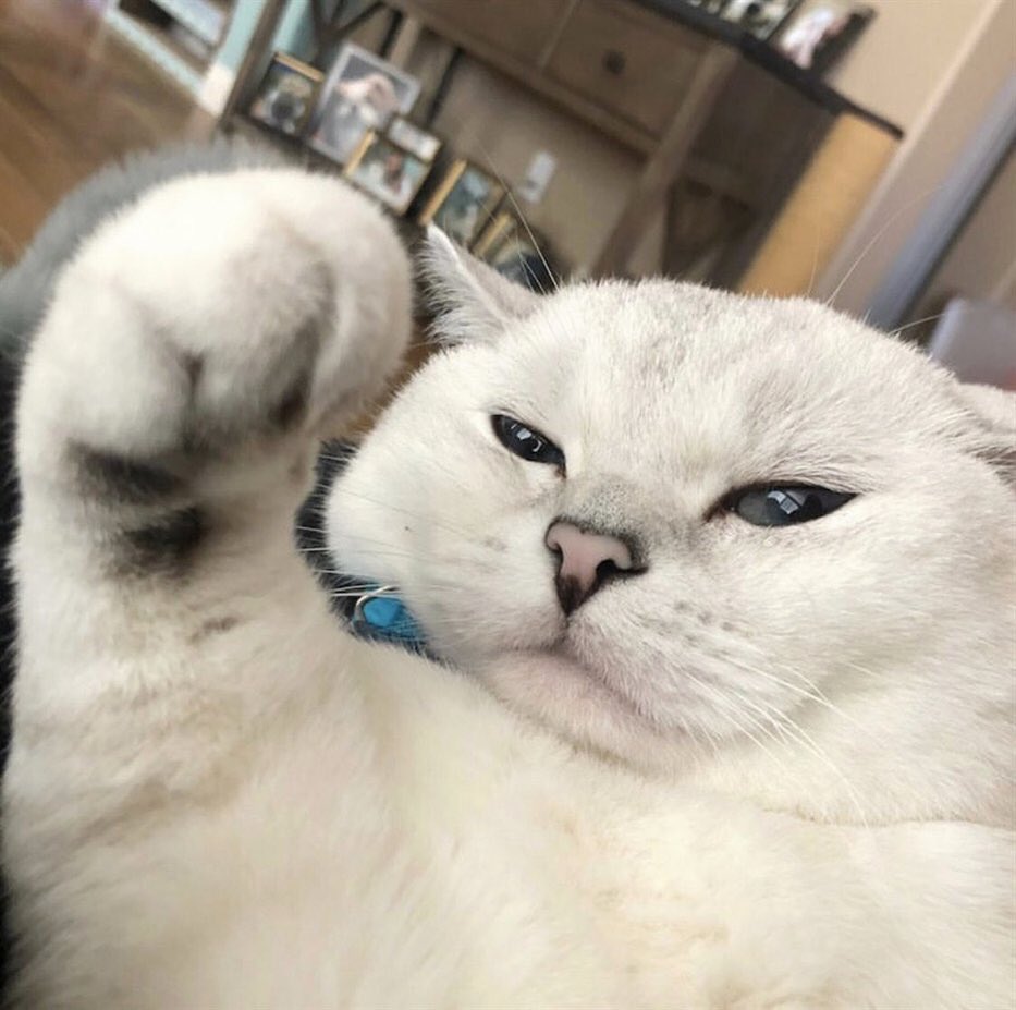 Cats Bible 🐱 tweet media