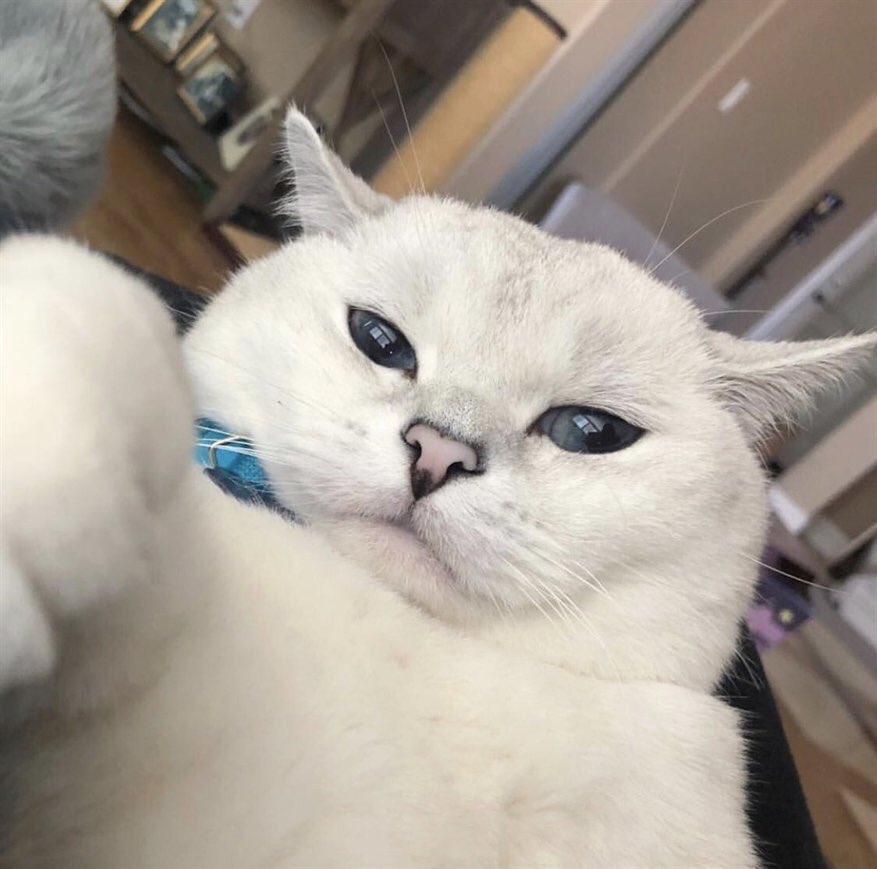 Cats Bible 🐱 tweet media