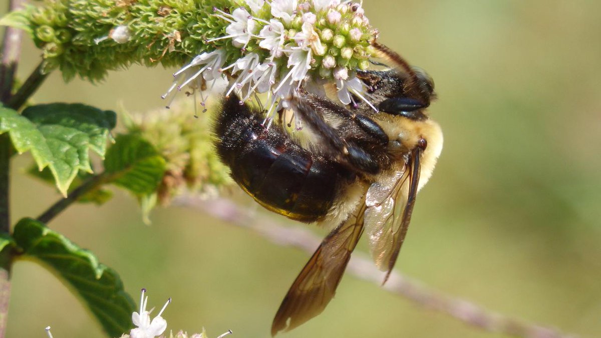 Felt quite summery yesterday, managed to get a picture of a happy bee doing bee stuff.  Much less humid today.  No idea how the bee is doing.  And there is your Nice and Games' bee / weather update.