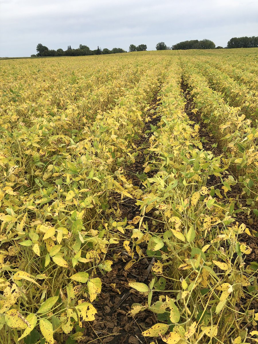 HechtDale's tweet photo. Miravis Neo year strip at 20.8 oz rate applied July 21 vs untreated near Litchfield, MN. Visible plant health advantage, white mold@setting in with the untreated. Videos in comments. @Farmingout @marshalldolch @SyngentaUS https://t.co/mKrmruawFR