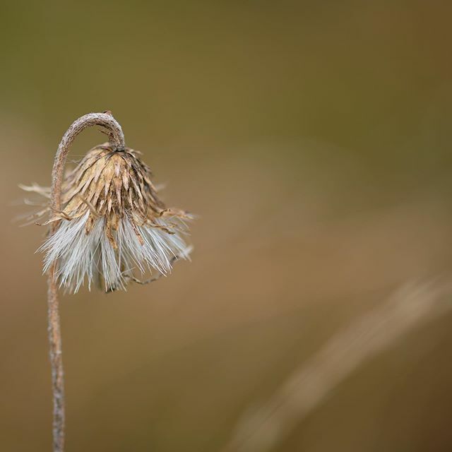 papedo's tweet photo. #rax #flower #hiking #patrickpapesch #fujix #fujifilm #xh1 #xf60mm https://t.co/gXvW1jIvgF https://t.co/oqbJono5u5