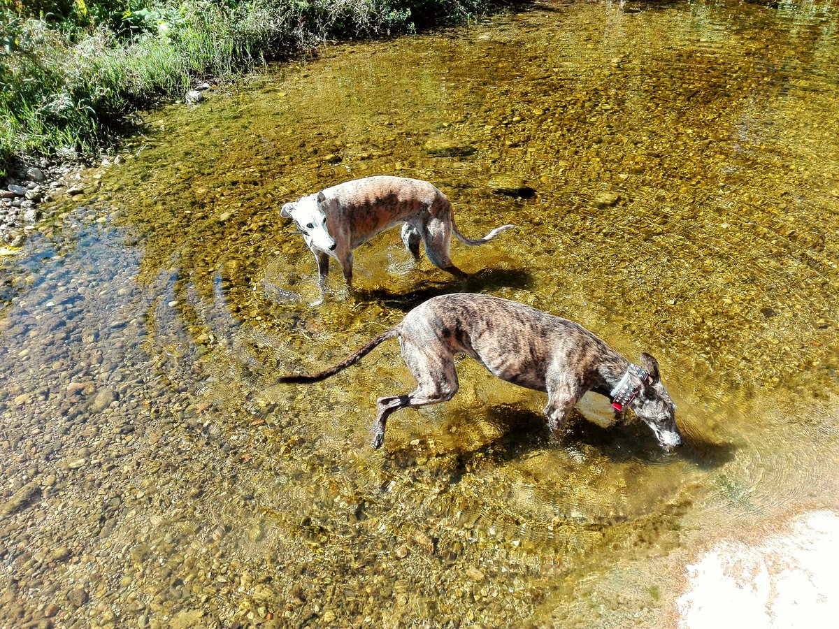 GalgoCallejero's tweet photo. Adoro llevar las perras al #río... no se quién disfruta más! #NoSinMisPerros #NoCompresAdopta #galgos #greyhounds #FreeGalgos https://t.co/lFTkHSFZh1