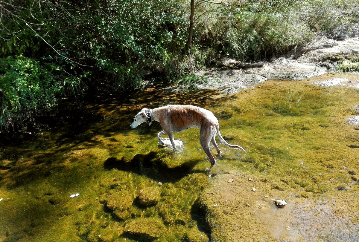 GalgoCallejero's tweet photo. Adoro llevar las perras al #río... no se quién disfruta más! #NoSinMisPerros #NoCompresAdopta #galgos #greyhounds #FreeGalgos https://t.co/lFTkHSFZh1