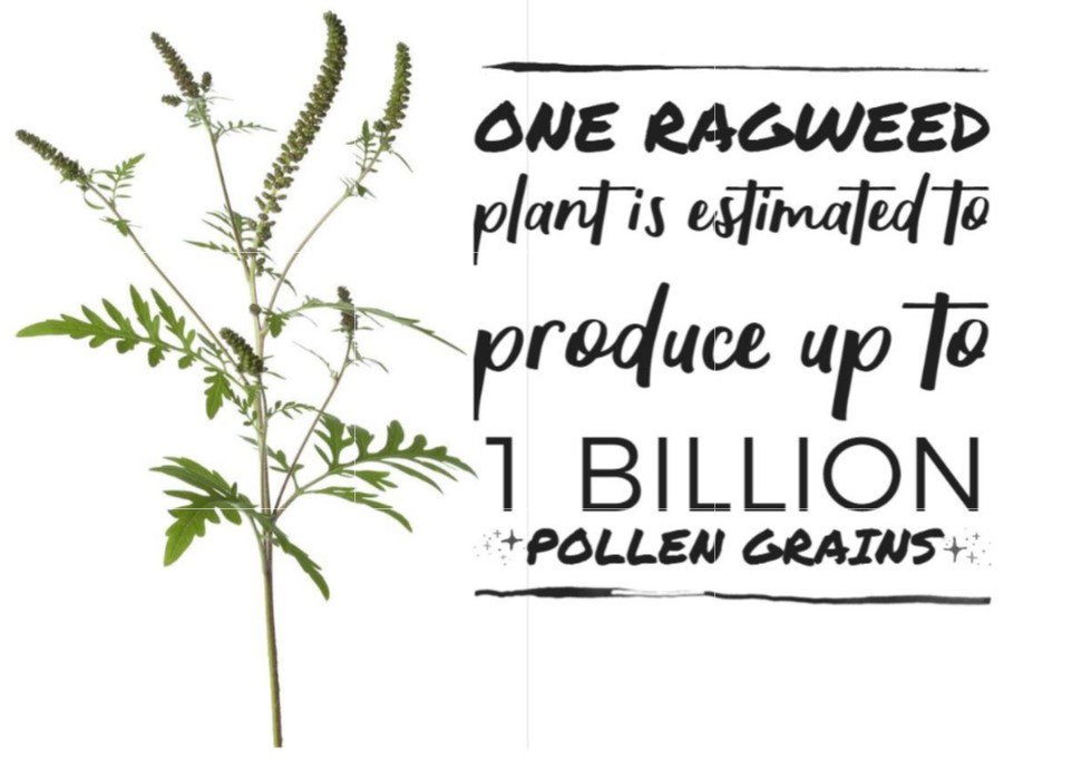 WhitcherPlumbin's tweet photo. Get rid of 99.98% of allergens &amp; the majority of particles like dust, pollen, pet hair and dander, dust mites, mildew, lint, fungus, most tobacco smoke, cooking grease, and even bacteria with our whole home air cleaners and filters! #CleanAir #Breathe #Allergies #Asthma #Ragweed https://t.co/BNkCQFN2aI