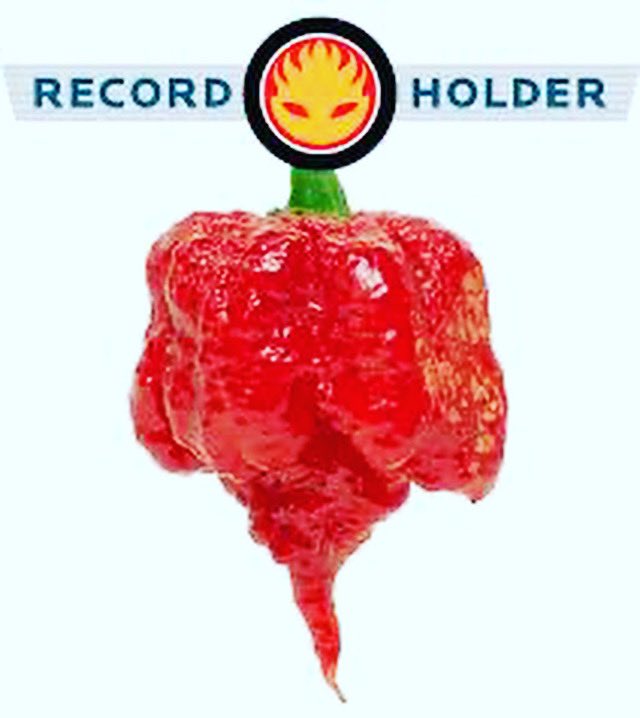 youtu.be/OvWz9NWnXA0 here is a Carolina reaper challenge for all of you guys and gals #carolinareaper #hot #heat #spicy #peppers