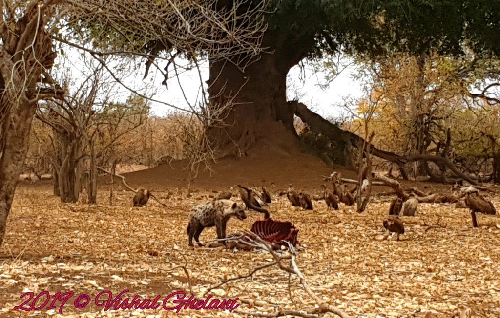 @LatestKruger #Krugersightings #SafariinSouthAfrica #WildlifeinSouthAfrica #SouthAfrica #Africa #Spottedhyena #Vultures #Krugeramateur #Shingwedzi #Shingwedzicamp 

Sighting today on Heritage Day near Shingwedzi Camp on route S52. Carcus, Single Spotted Hyena and 3 dozen Vultures